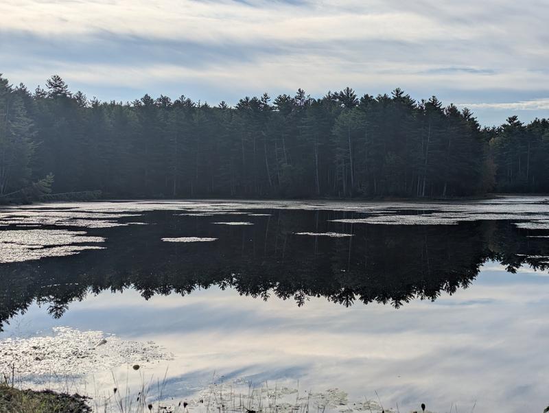 Trees reflecting symmetrically in the water like the pattern of a sound wave