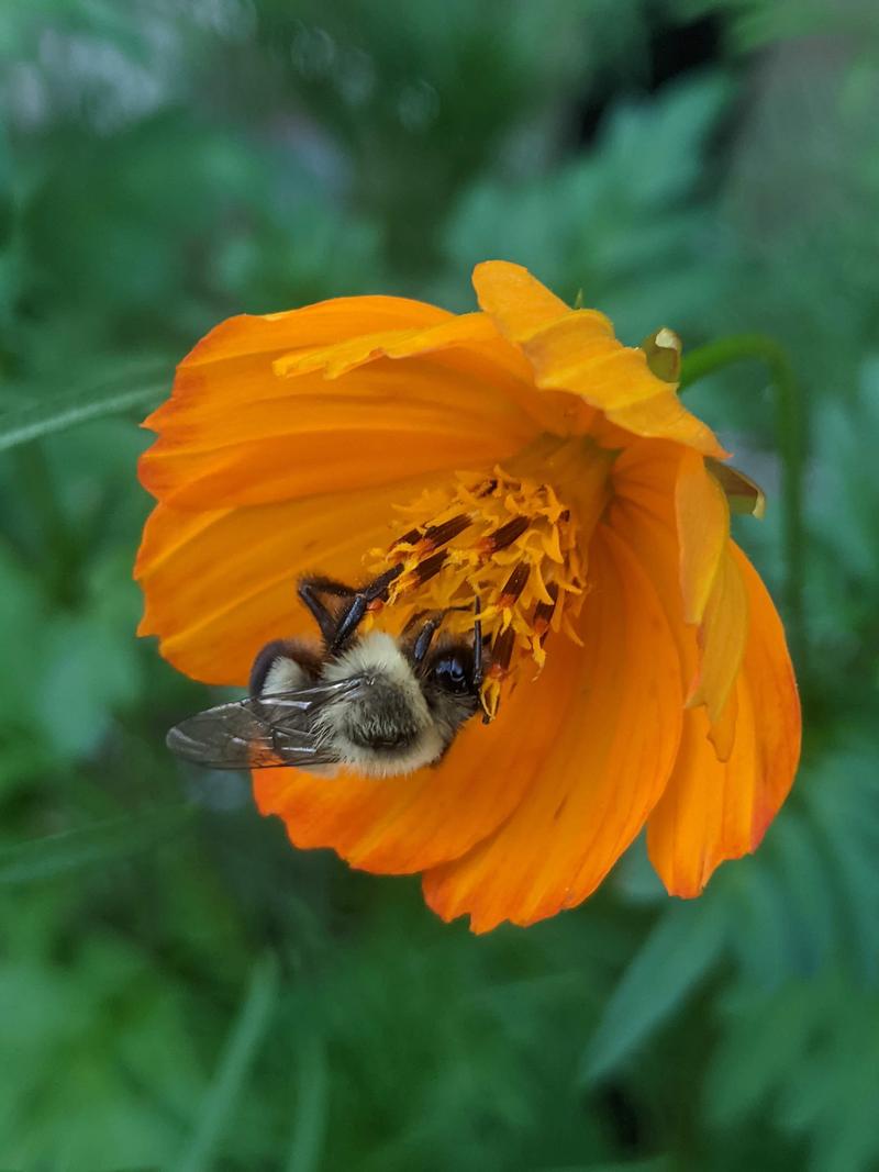 Bee resting on a flower