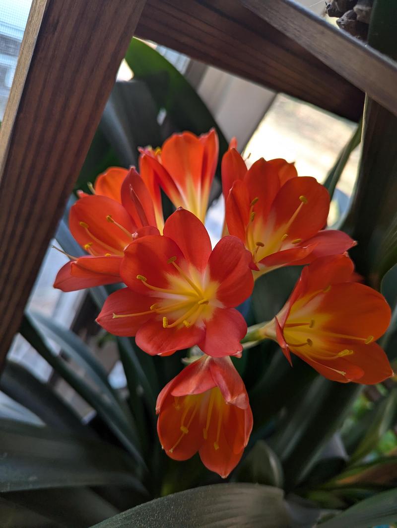 Clivia flowers